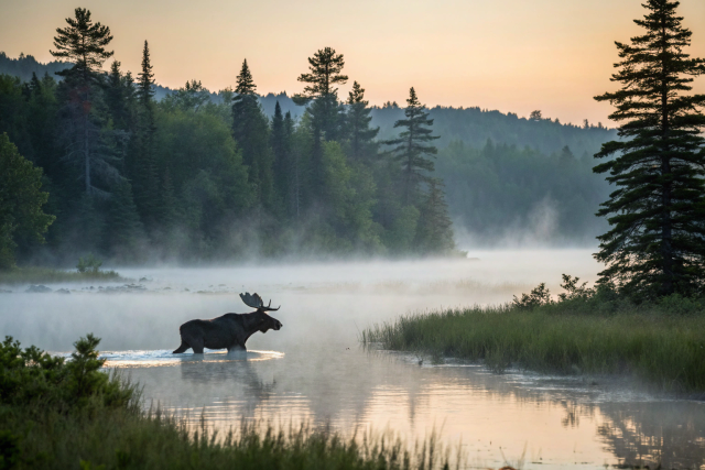 camping_maine_elch-im-nebel.png