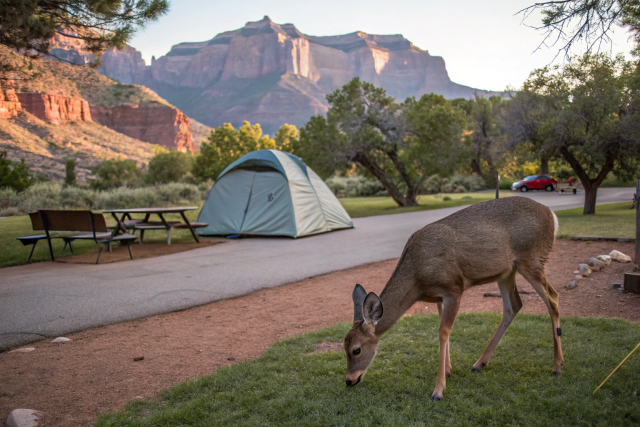 camping_zion-nationalpark_rehe-am-zeltplatz.png camping_zion-nationalpark_rehe-am-zeltplatz.png